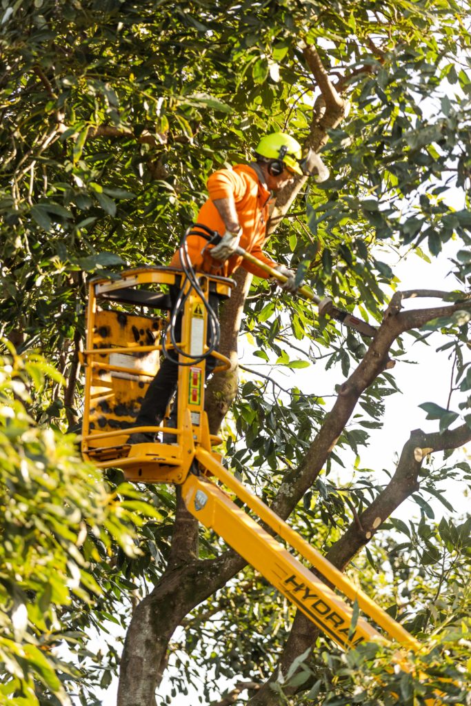 Avocado pruning guide