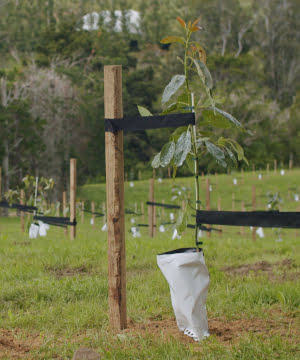 new_planting2 - website new_planting2 - website