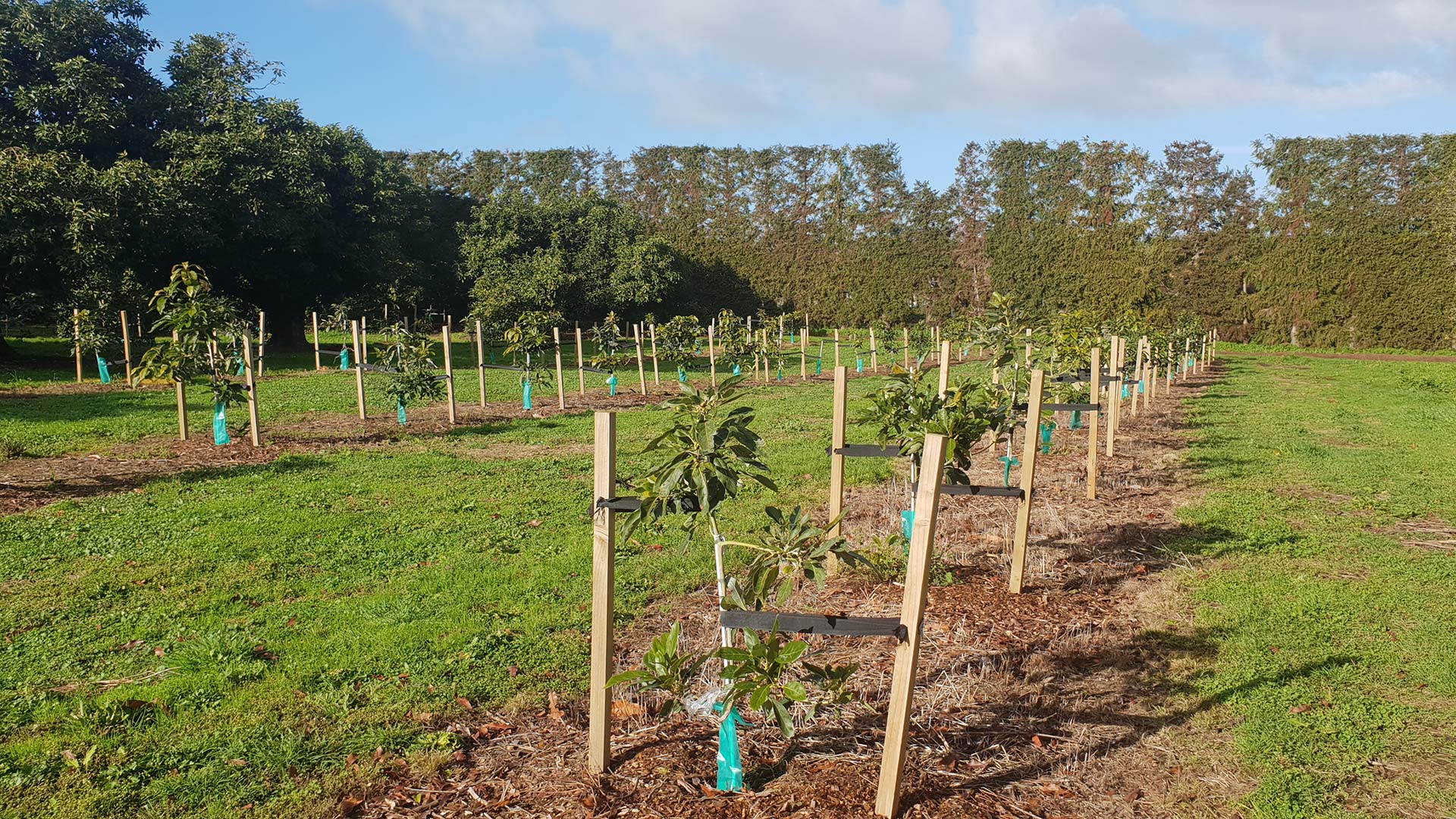 Orchard Establishment AvoWorks