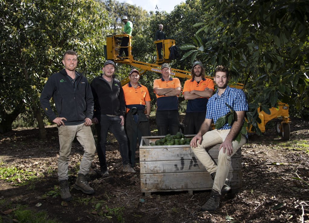 Avoworks is a specialist avocado orchard management and contracting service company based in the Bay of Plenty, acquired by Darling Group three years ago. The Avoworks team are becoming the go to people in the avocado industry for large scale developments, orchard management, and skilled contracting.