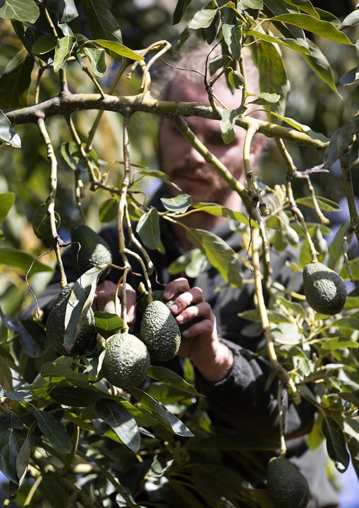 Just Avocados Harvesting decision tree